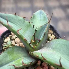 子株販売 超特選 実生株 ブルー葉 アガベ ユタエンシス エボリスピナ