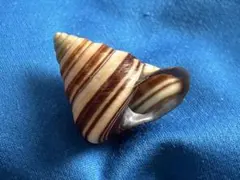 貝標本　CUBAのカラフルカタツムリ　セット品 貝標本 CUBAのカラフルカタツムリ - メルカリ