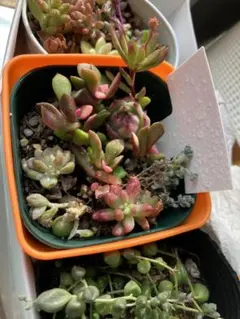 多肉植物　カット苗