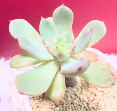 エケベリア シャルモンさん 最近お色が素敵♡ 古株ちゃんです。オマケ付き