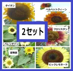 6種類 ひまわりの種　2セット