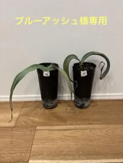 ブルーアッシュ様専用　奇想天外　ウェルウィッチアのサムネイル