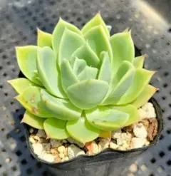 多肉植物 年に1度の大セール5苗セット￥1000 シャーベット② - メルカリ