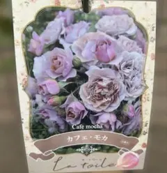 【引取限定】河本バラ園　薔薇パニエ 苗木 【説明文必読❗️】正規品4600円 引取限定】河本バラ園 薔薇パニエ 苗木 【説明文必読❗️】正規品4600