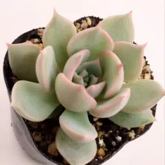 2025年最新】おらいさん苗の人気アイテム - メルカリ