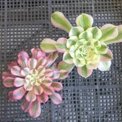 現品のみ◆アエオニウム ガーネット ゴージャス 2鉢セット 5cmポット