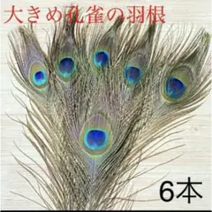 格安❣️大きめピーコック✨本物の孔雀の羽根6本セット❣️