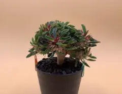 2026年最新】ギラウミニアナ種子の人気アイテム - メルカリ