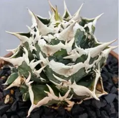 親株出品　アガベ　白鯨 アガベ チタノタ 白鯨 親株 検／オテロイ 白犀 緑犀牛 鰐亀 悪魔