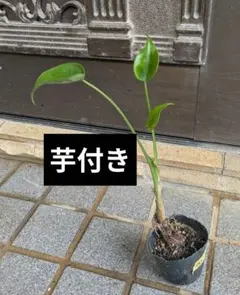 うさみ様 リクエスト 2点 まとめ商品