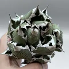 龍門】アガベ チタノタ 特選 多肉植物 黒鯨 精品球型株 包葉株 - メルカリ