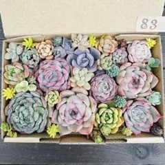 ✾83多肉植物　エケベリア　寄せ植えセット　詰め合わせ　カット苗