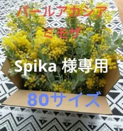 Spika 様専用　パールアカシア フレッシュ　80サイズ　(保水あり)