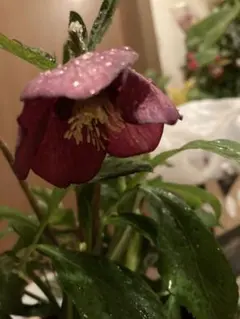 hlto8801297様 リクエスト 4点 まとめ商品