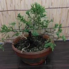 盆栽 真柏 石付き 懸崖仕立て - メルカリ