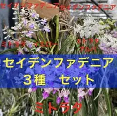 セイデンファデニア ミトラタ 3種 セット 洋蘭 Sei 洋ラン 観葉植物