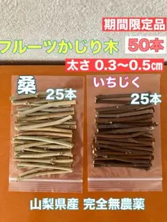 【期間限定品】50本 桑　いちじくフルーツかじり木　2種類 0.3〜0.5無農薬