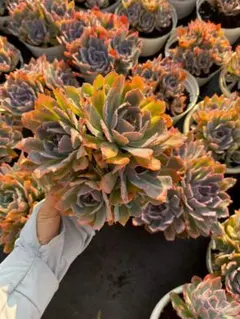 Top【選抜株】多肉植物 365115ピンク ガーネット 9個 鉢無し/脱土