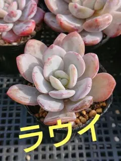 いっくん様 リクエスト 3点 まとめ商品