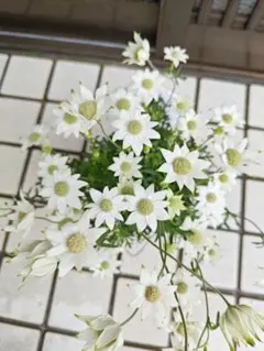 千日紅 ネオンホワイト 多年草 ②ポット苗 - メルカリ