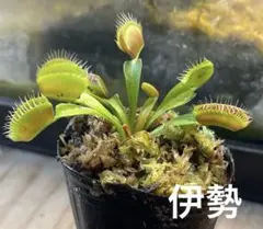 N*e様 ハエトリソウ ダブル ケルベロス CK 食虫植物 N*e様 ハエトリソウ ダブル ケルベロス CK 食虫植物 - メルカリ