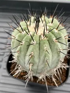 黒王丸(16個子株付き) 黒王丸(16個子株付き) 楽天市場】サボテン 黒王丸（花・ガーデン