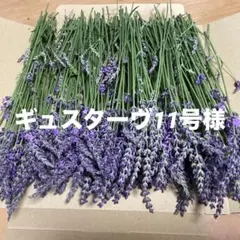 ラベンダーグロッソ　フレッシュ　ギュスターヴ11号様 ラベンダーグロッソ フレッシュ ギュスターヴ11号様 - メルカリ