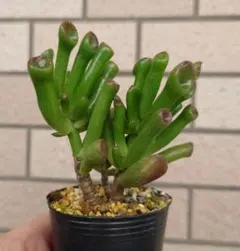 2025年最新】ゴーラム 多肉植物の人気アイテム - メルカリ