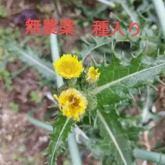 採りたて★人も食べれる　たんぽぽに似た　オニノゲシ　農薬不使用　種　花葉のサムネイル
