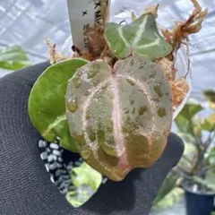 つるつる様 リクエスト 2点 まとめ商品