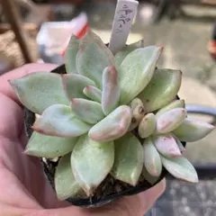 多肉植物　シャンペーン　抜き苗のサムネイル