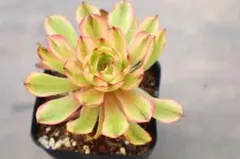 2.【カット】アエオニウム『舞天姫』根なし 多肉植物 - メルカリ
