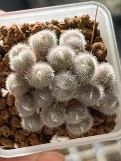 にーこ@プロフ一読ください。様 リクエスト 2点 まとめ商品