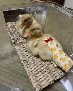 Item thumbnail for item 0f28d413-ffb2-47c2-b922-0b1db8623218