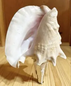 2026年最新】コンク貝の人気アイテム - メルカリ