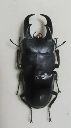 昆虫標本 コーカサスオオカブト 111mm 付節欠けあり - メルカリ