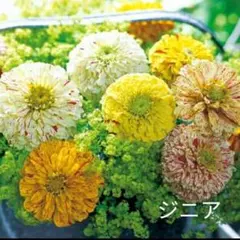 花種　ジニア　ペパーミントスティック混合