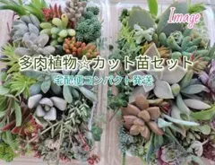 宅配便コンパクト☆お徳用 多肉植物 カット苗セット 大パック×2