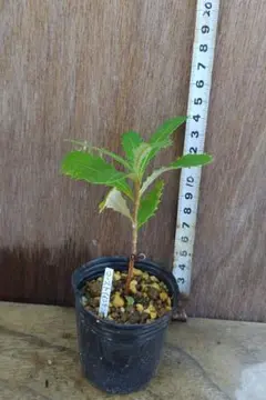 2025年最新】バンクシア コーストの人気アイテム - メルカリ