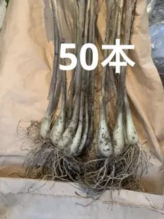 2026年最新】島らっきょう 種の人気アイテム - メルカリ