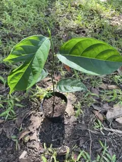 ㊱大きめ苗! 青鬼❣️そわそわ❣️もみじ飴❣️紅手鞠❣️6苗メルカリ便送料込 ㊱大きめ苗! 青鬼❣️そわそわ❣️もみじ飴❣️紅手鞠❣️6苗