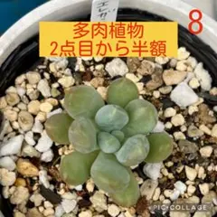 多肉植物【クリーム美人】セダム ポットごと or 抜き苗 6㎝ポット