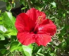 ハイビスカス　レッドマジック　苗　南国/沖縄/花木/植物 レッドマジック 挿し木用/枝（1本）ハイビスカス 紅白/南国/沖縄/花木
