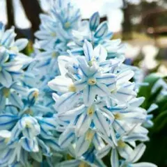 ネムノキ様 リクエスト 2点 まとめ商品