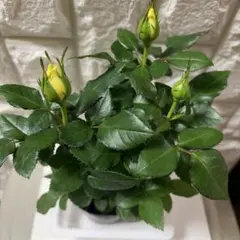 ミニ薔薇 黄色 ポットごと発送B - メルカリ