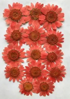 押し花素材パック　ノースポール（サーモンピンク）14個入 No1040