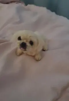 Item thumbnail for item ce0d6263-97cf-4bd9-98b7-e9f3c7413361