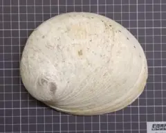 2026年最新】貝標本の人気アイテム - メルカリ