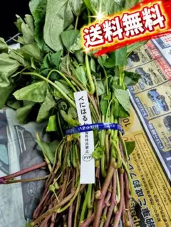 はるか切り苗 50本 茨城県産 サツマイモ さつまいも 家庭農園 大口対応