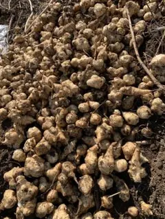 プ*定様 菊芋　(無農薬) 700g